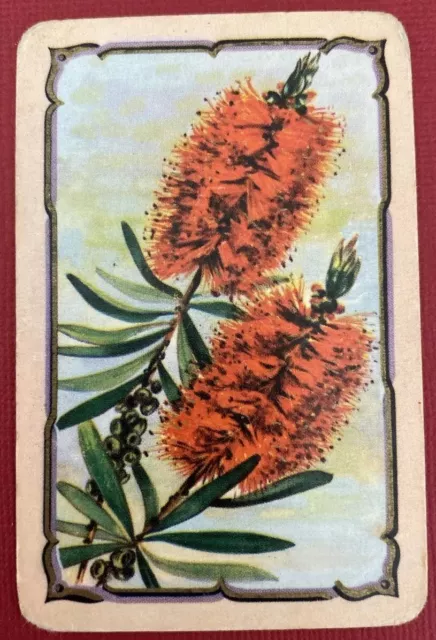 Playing card / swap card Coles unnamed flower Banksia genuine vintage