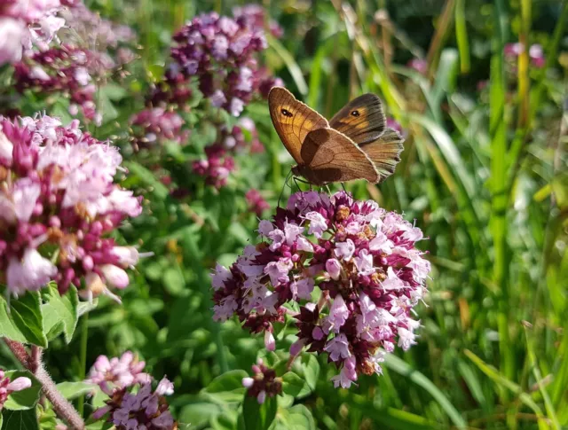 Fast vergessene Wildkräuter mächtige Heilkräuter Bienenpflanzen