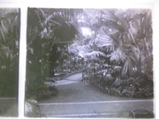 Photo Stereoscopic Plate Park of the Golden Head Plants Trees circa 1910 6