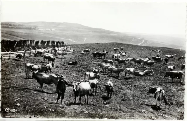 Midi-Pyrénées > Aveyron - 12  TROUPEAUX AUBRAC VACHE  FRANCE CARTE POSTALE  K590