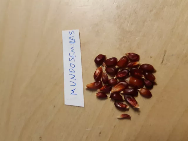 MAIZ FRESA para PALOMITAS  raro 25 Semillas Seeds