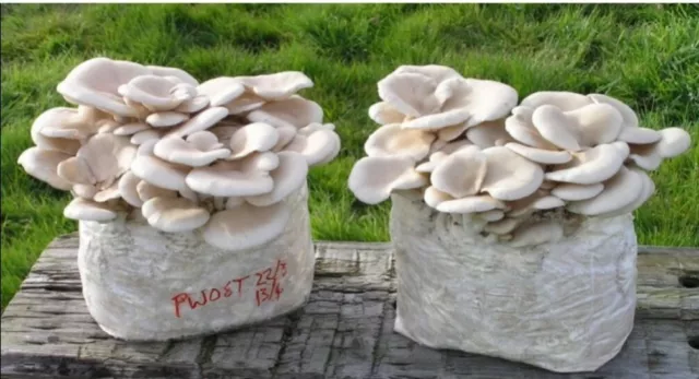 Funghi:kit biologico alta resa XXL Funghi Ostrica (resa 4kg) fai-da-te