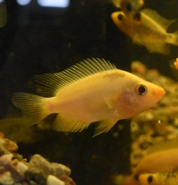 Live Red Devil Cichlid (3" Juvenile Freshwater Aquarium Fish) *PLS READ DESCR*