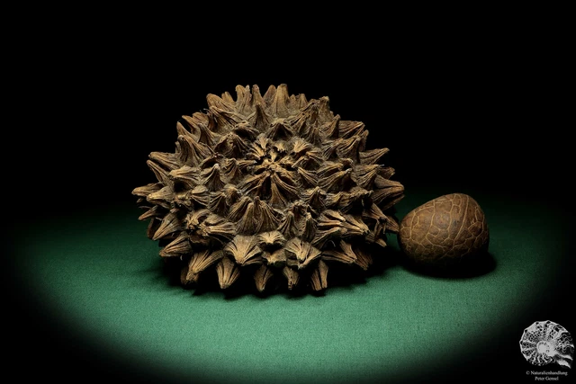 Phytelephas macrocarpa Sudamérica palma reciente frutos secos fruta seca decoración