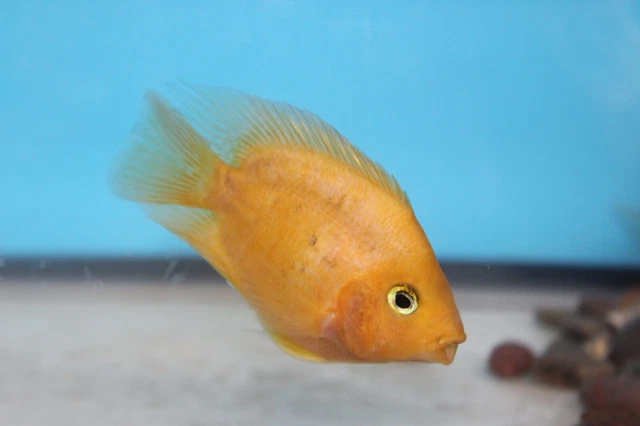 Live Yellow King Kong parrot grade B (3-5 inches) cichlid for fish tank aquarium
