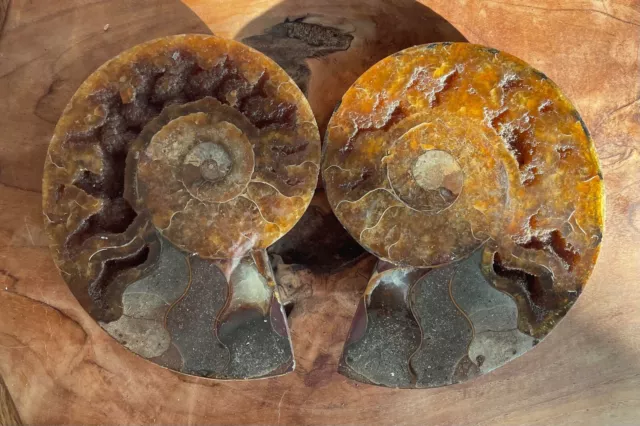 AMMONITE PAIR FOSSIL -natural-crystal