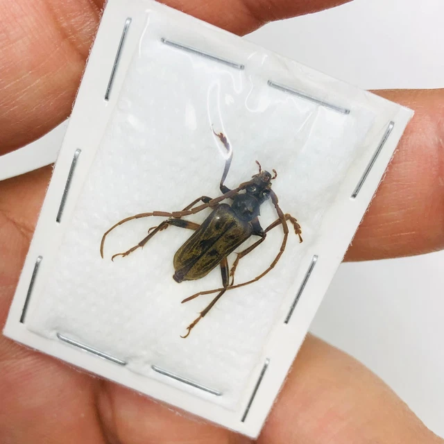 Cerambycidae sp from Yingjiang Yunnan 7752 EX-RARE