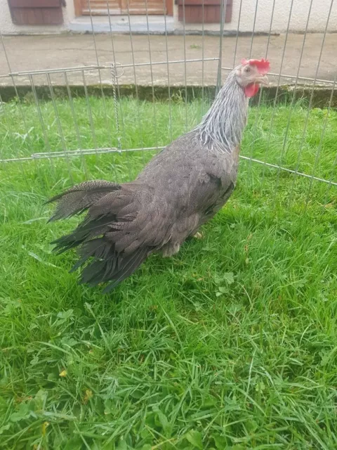 Leghorn argenté : Poule,coq,poussin,oeuf fécondé,paille,alimentation basse cour.