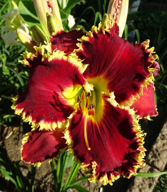 Taglilie, daylily, Hemerocallis ""Brer Rabbit and the Briar Patch