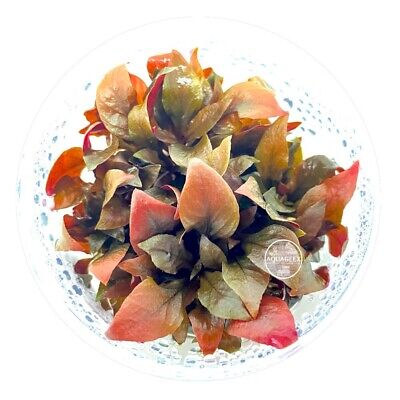 Best! ALTERNANTHERA REINECKII Mini Tissue Culture 3” Live Aquarium Plants Red