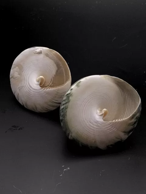 Polished green trochus sea shell. Beach decor. Weddings, Collector. #1450 2