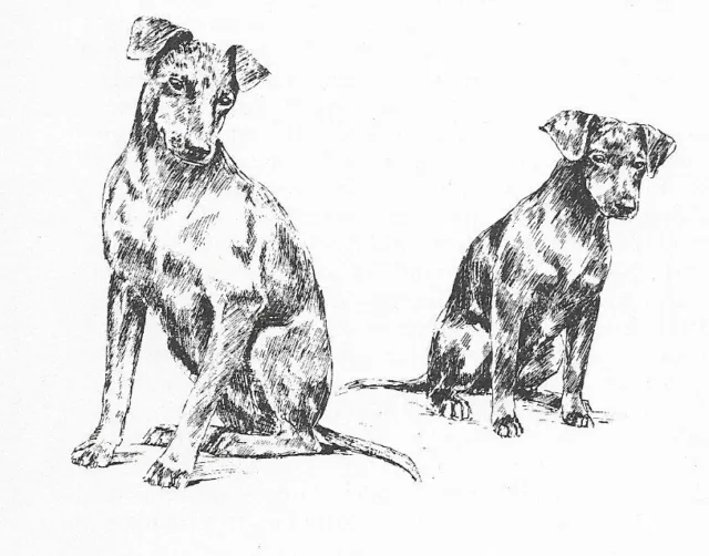 Manchester Terrier #2 - CUSTOM MATTED - 1963 Vintage Dog Art Print 0507 CLD