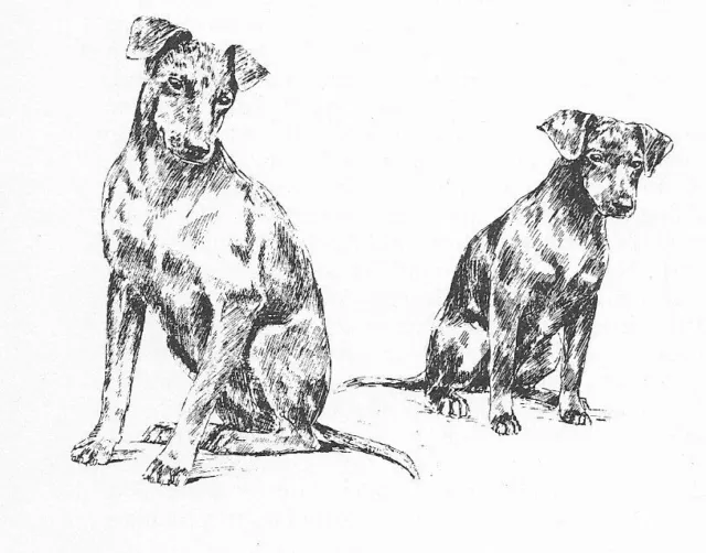 Manchester Terrier #2 - CUSTOM MATTED - 1963 Vintage Dog Art Print 0507 CLD