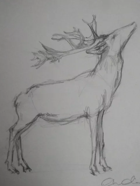 Original pencil drawing on paper of a deer reindeer stag on ivory paper