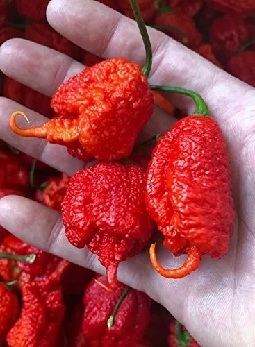 Carolina Reaper Rot 10 Samen -Ultra scharfe Chili-Sorte