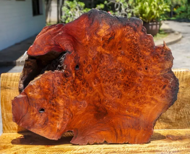 Gold AMBOYNA BURL LUMBER Wood Natural Slab  Live Edge Epoxy Resin Table Top DIY