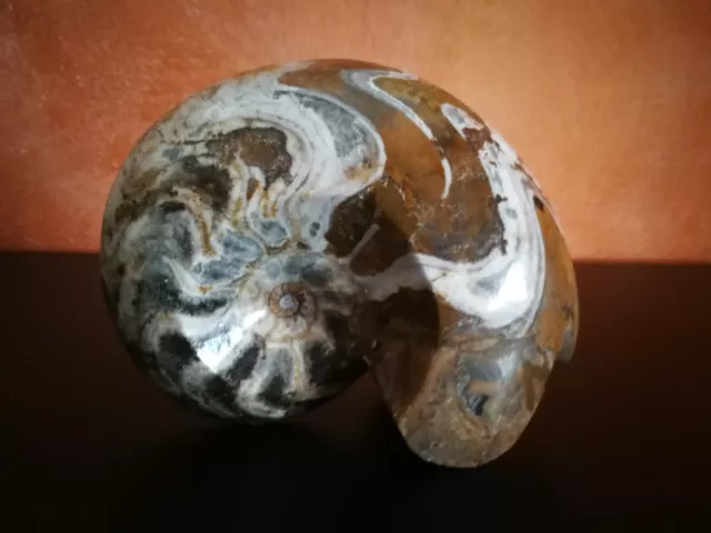  ammonite fossile 