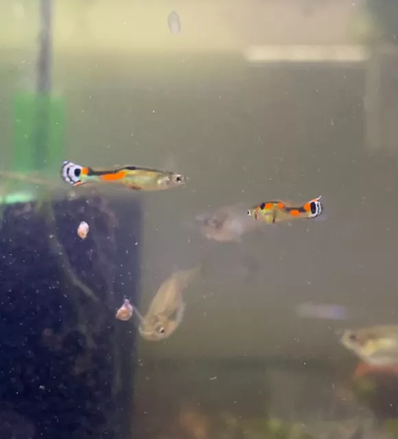 White Peacock Endler's Livebearer - USA Bred! Beautiful Peacock tails!