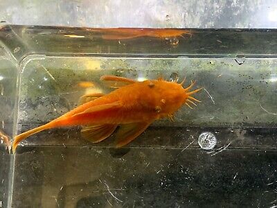 3x *QUALITY* Super Red Bristlenose Pleco (1"-1.5") USA TANK BRED - Live Fish