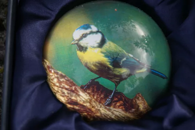 Pnat05 Sulfure Presse Papier Mesange Bleue  Oiseau  Paperweight Boite Ecrin