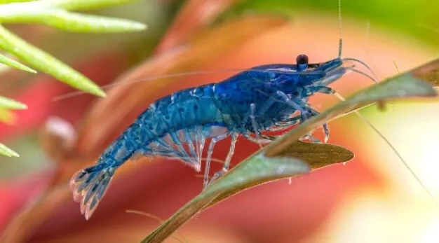 Blue Velvet Shrimp Neocaridina Live Freshwater Shrimp 5+1 Pack