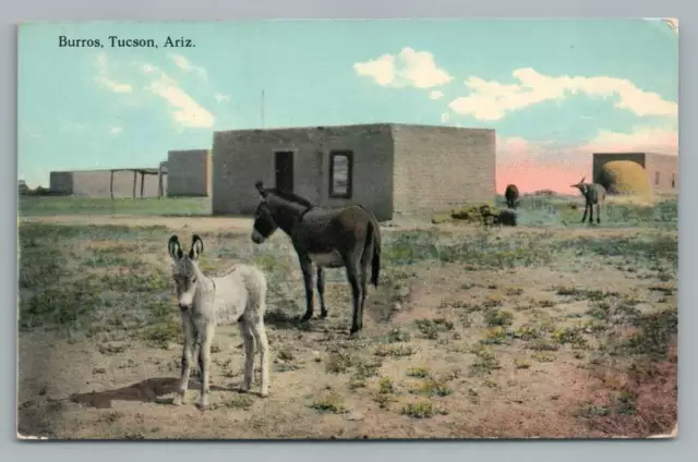 Burros TUCSON Arizona ~ Antique Desert Donkey Postcard Mexican Adobe House 1910s