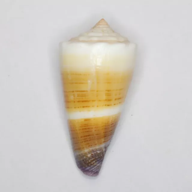 Conus muriculatus 37.6mm MS1688 Sea Shells Seashells