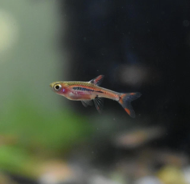 Live Chili Rasboras (Pack of 6 Freshwater Aquarium Nano Fish) *PLS READ DESCR*