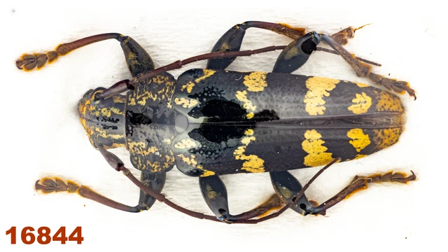 Cerambycidae: Tmesisternus sp.   A2, 23 mm , 1 pc