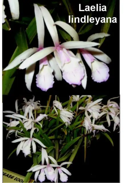 OoN Laelia lindleyana species orchid 100mm pot FS div's