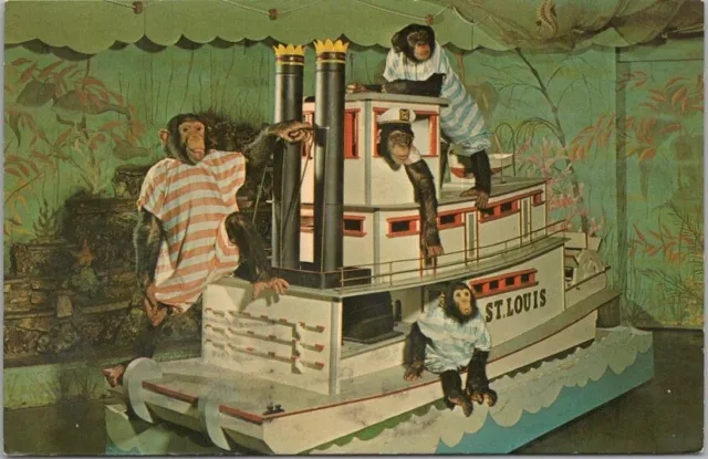 Vintage ST. LOUIS ZOO Missouri Postcard "1964 Chimpanzee Show" / 1965 Cancel