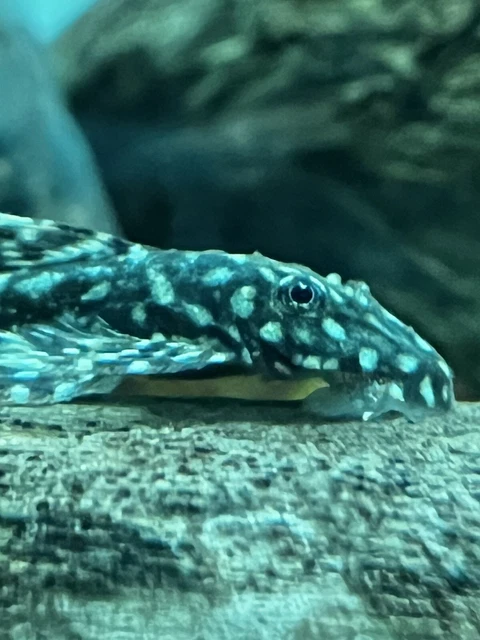 Super red X lemon Bristlenose Pleco 1-1/2 inch Ancistrus Bushynose Plecostomus