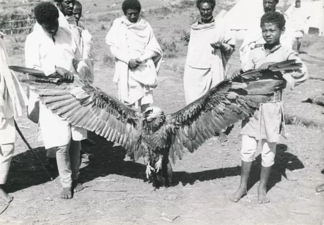 ABYSSINIE c. 1940 - Hommes Rapace Aigle - Ph.Griaule - Div 10111