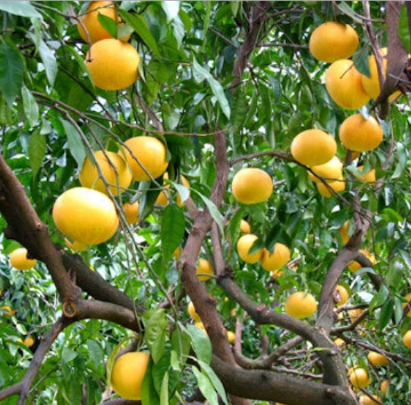 Pompelmi Gialli Sicilia 15 kg Naturali bio Fresche da spremuta Buccia Edibile