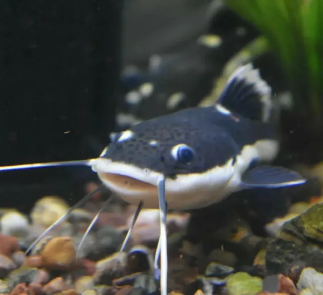 Live Redtail Catfish Freshwater Aquarium Fish *PLS READ DESCR*