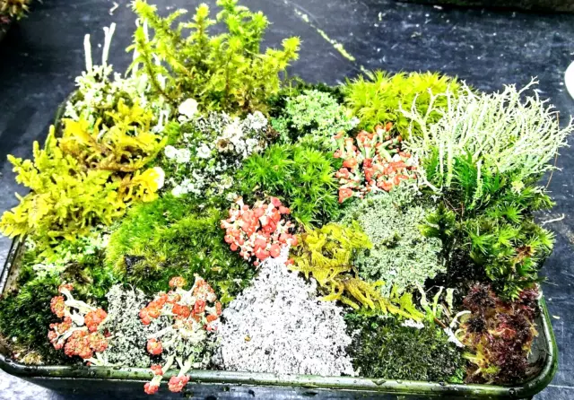 E Live lichens moss pixie British terrarium fairy garden 5x7