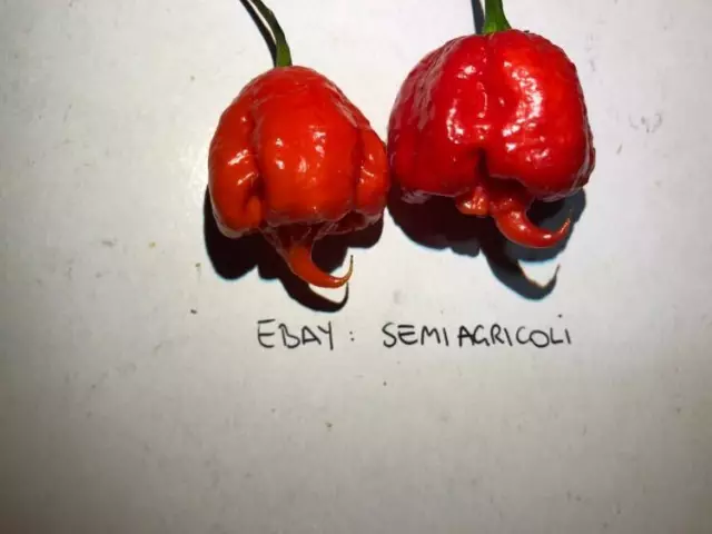 CAROLINA REAPER, 10 semi SELEZIONATI peperoncino più piccante al mondo