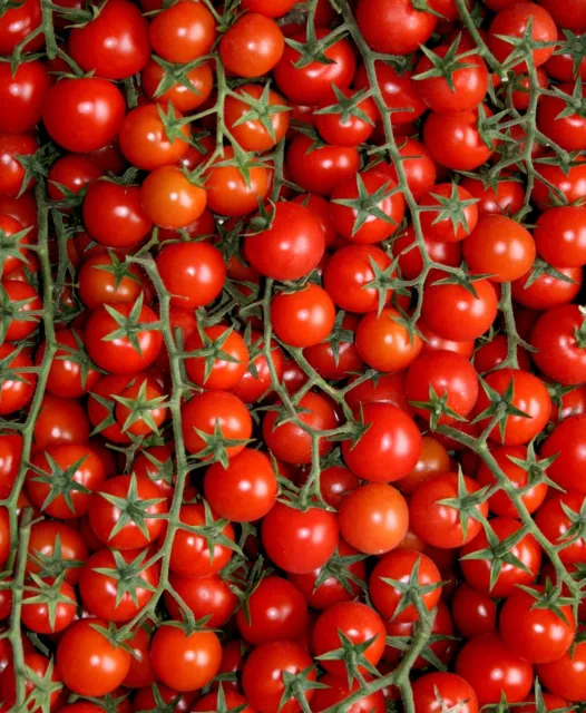 10 Samen Tomate Supersweet 100 Kirschtomate F1 Süße Cherrytomate Tomatensamen