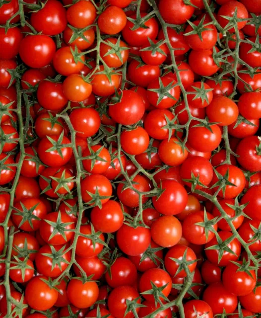 Supersweet 100 Kirschtomate F1 Süße Cherrytomate Tomatensamen Tomate 10 Samen