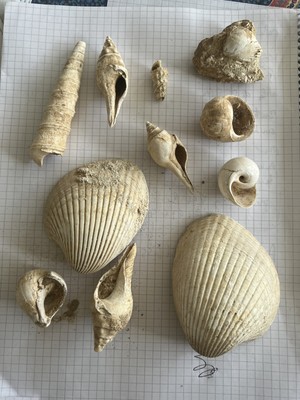 CASSIDARIA RETUSA 166.04 B FOSSILE DU BASSIN PARISIEN 