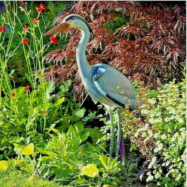 LARGE DECOY HERON Garden Eagle Bird Pest Deterrent Pond Fish Koi Carp Scarer £15.95 PicClick UK LARGE DECOY HERON Garden Eagle Bird Pest Deterrent Pond Fish Koi Carp Scarer £15.95 PicClick UK