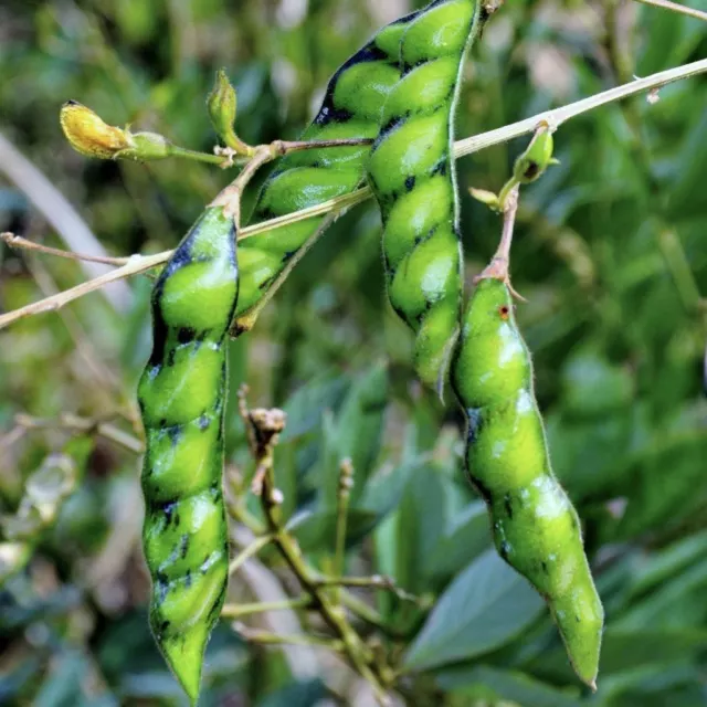 Pigeon Pea 10 seeds Autumn Winter Vegetable garden Easy grow COOL Spring Season