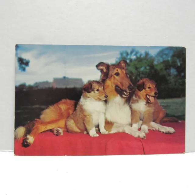 Postcard Vintage Man's Best Friend Dog Animal Collie Companion Family Puppies