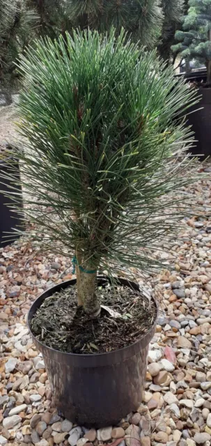 Pinus Nigra Black Pine 'Green Tower' Austriaca Pinaceae Family