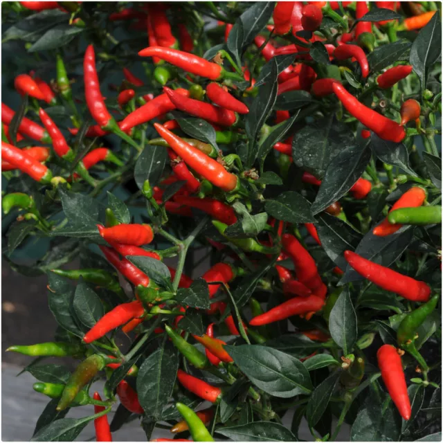 Chilli Pepper 'Demon Red' x 3 Plug Plants for Potting on