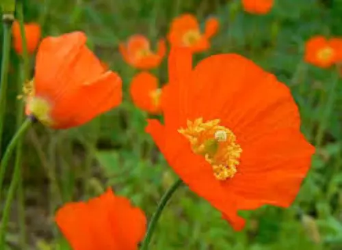 Meconopsis 'Francess Perry' x150 fresh 2023 seeds - Hardy perennial