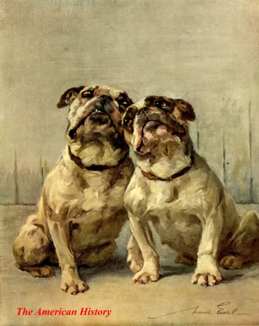 3447 Earl, Maud (1864-1943) - Power of the Dog 1910 - Miniature Bulldog