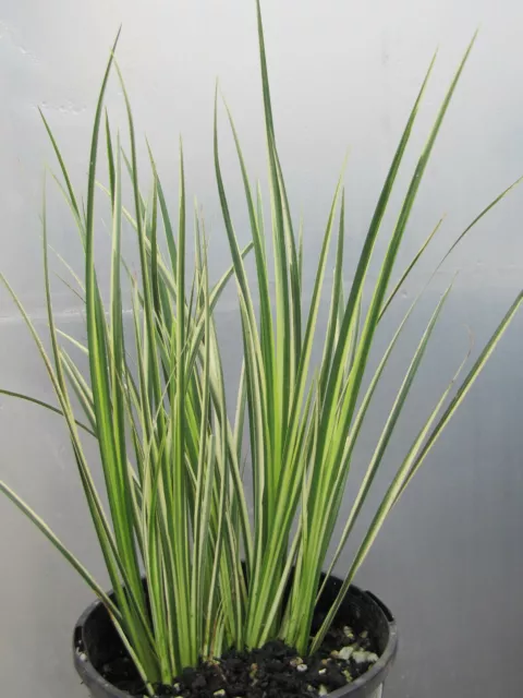 Japanese Variegated Sweet Flag - Acorus gramineus variegatus  Water Plant Edible