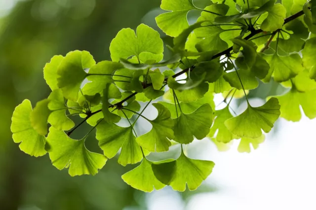 Ginkgobaum - Ginkgo biloba - Ginkgo tree - 5+ Samen - Saatgut - Seeds W 042