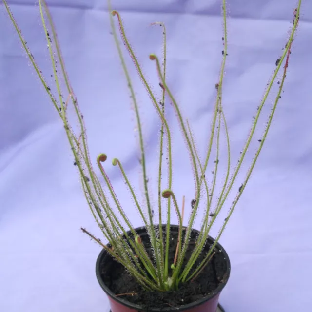 DROSERA FILIFORMIS: Thread-leaved Sundew live hardy carnivorous plant in 3½" pot